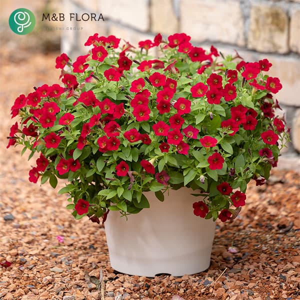 [26年4月上旬予約]ペチュニア：ＹＥＳ！（イエス）レッド3-3.5号ポット