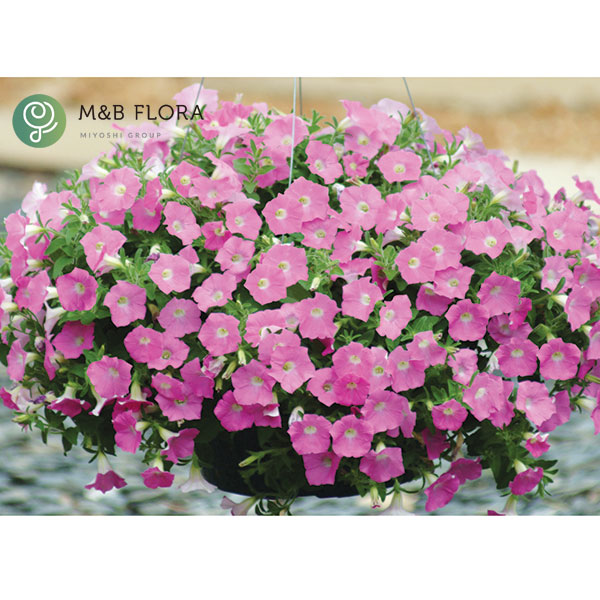 [26年4月上旬予約]ペチュニア：ウェーブ ピンクシェード3.5号ポット