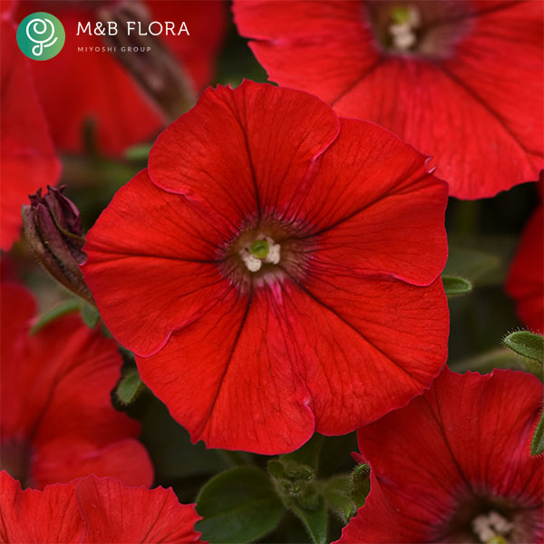 [26年4月上旬予約]ペチュニア：ウェーブ レッド3.5号ポット