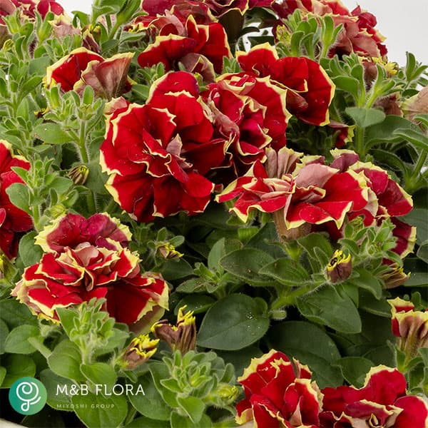 [26年3月中下旬予約]ペチュニア：花衣（はなごろも）茜染（あかねぞめ）3.5号ポット