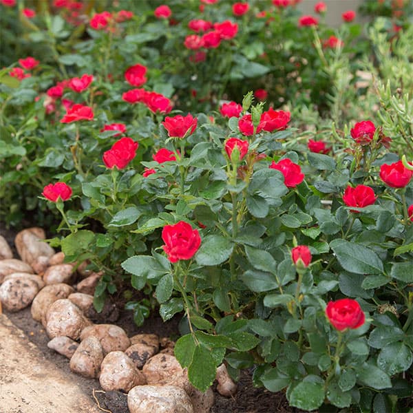 [26年4月上旬予約]ミニバラ：ゼプティ3.5号ポット