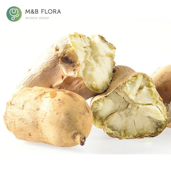 サツマイモ：しろほろりこ4連カットパック