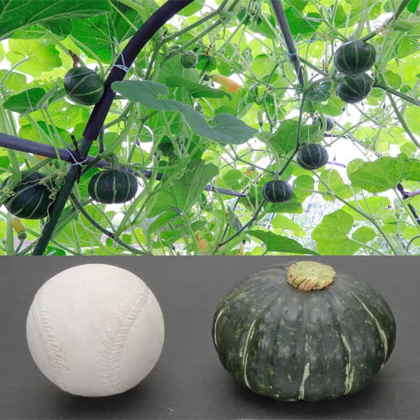 [26年4月下旬予約]カボチャ：パンプキッズ自根苗3.5号ポット