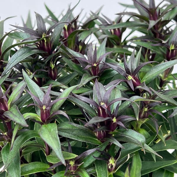 リンドウ:セシルピンク3号ポット 6株セット