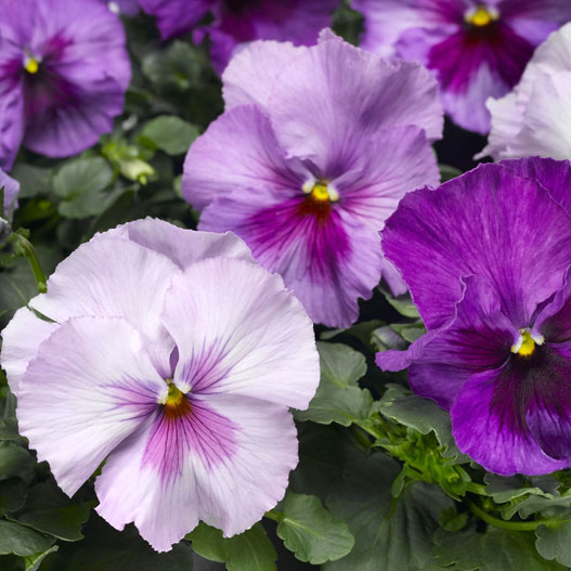 パンジー：デルタプロ（PRO） ラベンダーブルーシェード 3～3.5号ポット 3株セット