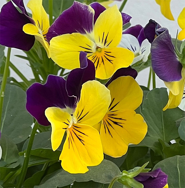 ビオラ：ソルベXP　イエロージャンプアップ3-3.5号ポット