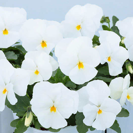 パンジー：よく咲くスミレ　マシュマロ3-3.5号ポット