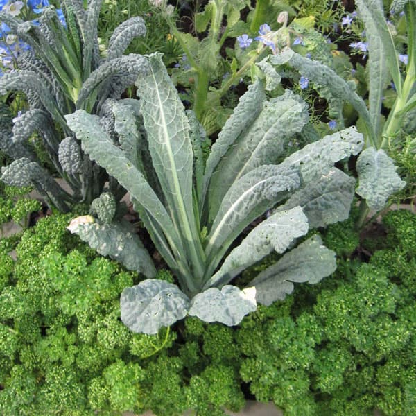 黒キャベツ：カーボロネロ3.5号ポット