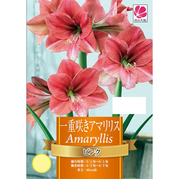 [26年3月中下旬予約]一重咲きアマリリス：ピンク1球