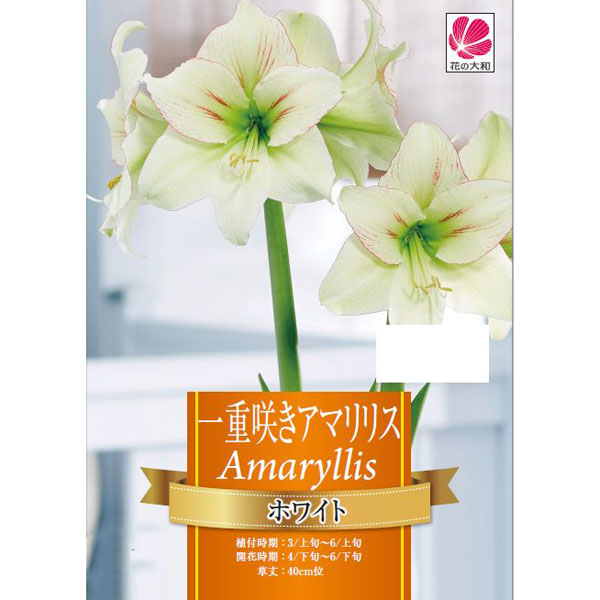 [26年3月中下旬予約]一重咲きアマリリス：ホワイト1球