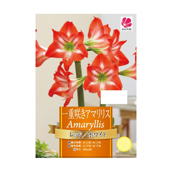 [26年3月中下旬予約]一重咲きアマリリス：レッド＆ホワイト1球
