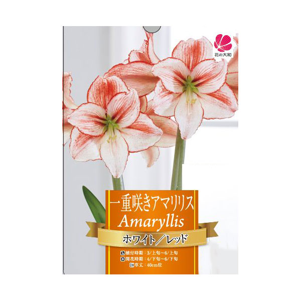 [26年3月中下旬予約]一重咲きアマリリス：ホワイト＆レッド1球