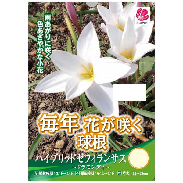 [26年3月中下旬予約]ハイブリッドゼフィランサス：ドラモンティ4球入り
