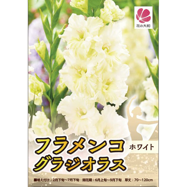 [26年3月中下旬予約]グラジオラス：フラメンコ・ホワイト 4球入り