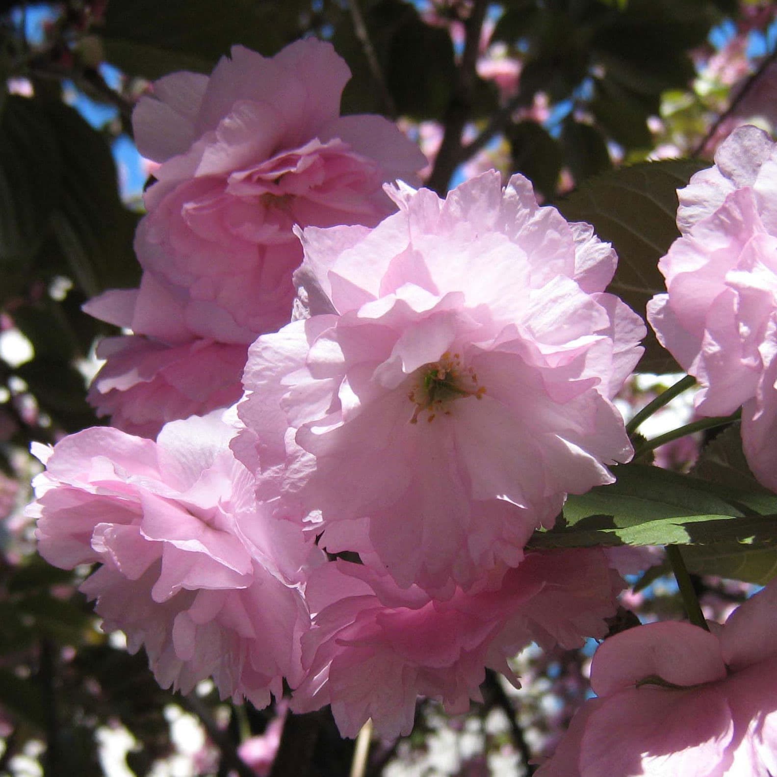 桜（サクラ）：南殿（ナデンザクラ）盆栽仕立て5号鉢植え