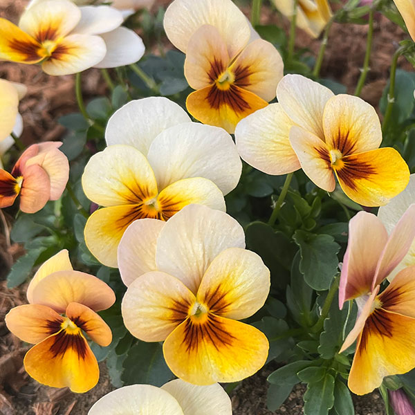 パンジー：わらく　アンティークオレンジ3-3.5号ポット 12株セット