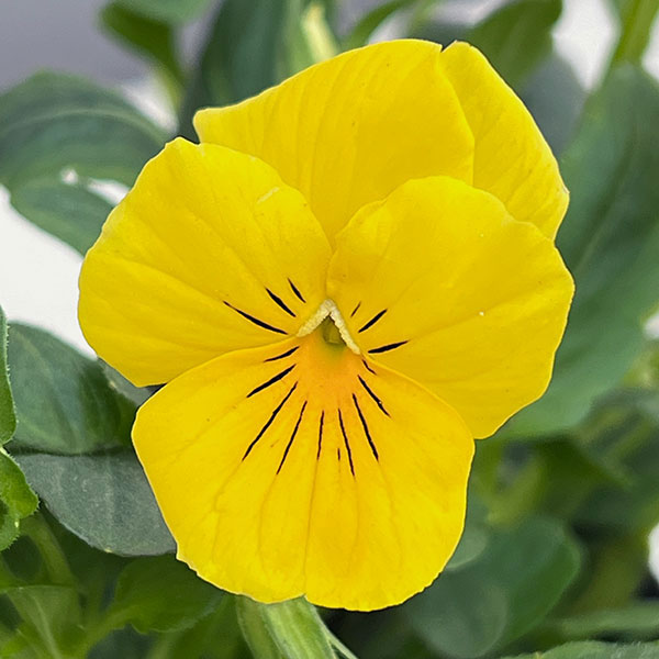 ほふく性ビオラ：フリーフォール　ゴールデンイエロー～3.5号ポット 12株セット