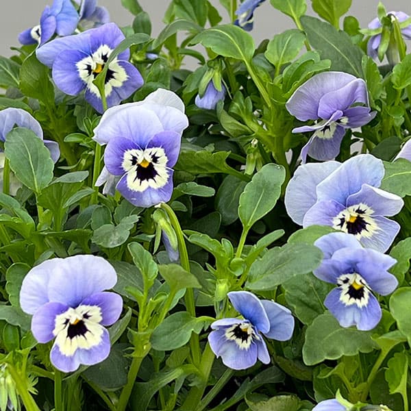 ほふく性ビオラ：フリーフォール　モルフォ～3.5号ポット 8株セット