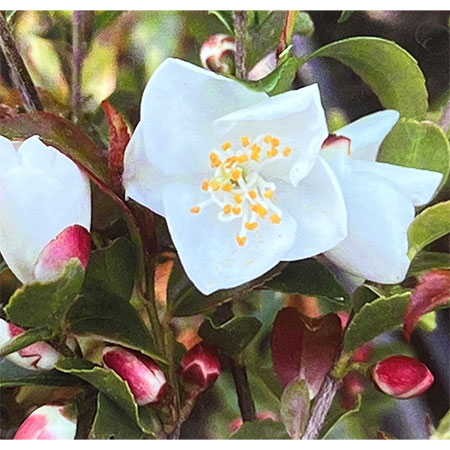 ツバキ（椿）：ルッチェンシス6号ポット