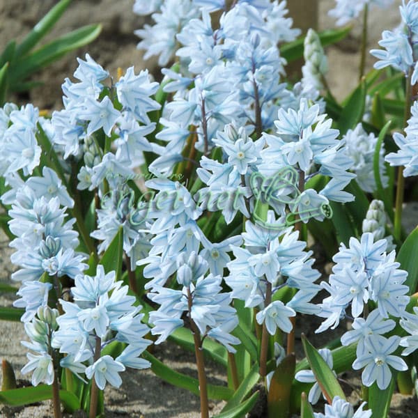 プスキニア：リバノチカブルー8球入り 2袋セット