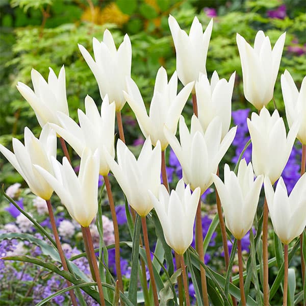 チューリップ（原種系）：クルシアナ シルビア3球セット