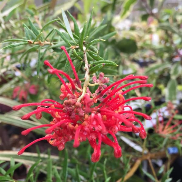 グレビレア：プーリンダクイーン（赤）4.5号ポット