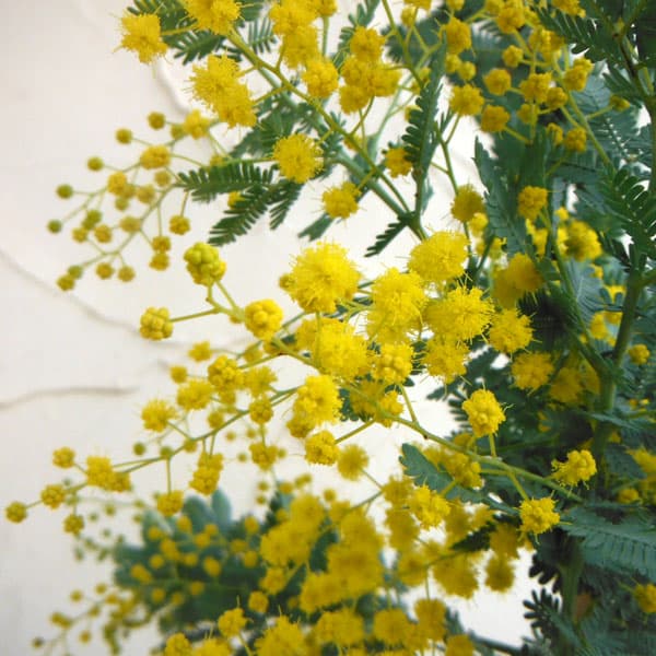アカシア：シダレ ミモザ4号鉢植え