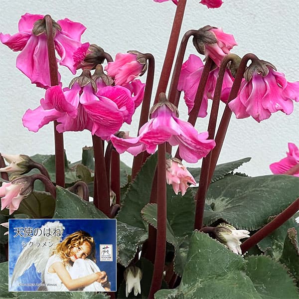 シクラメン：大内園芸さんの天使のはね　極上弁化株シリーズ（25-11）5号鉢植え【現品販売】