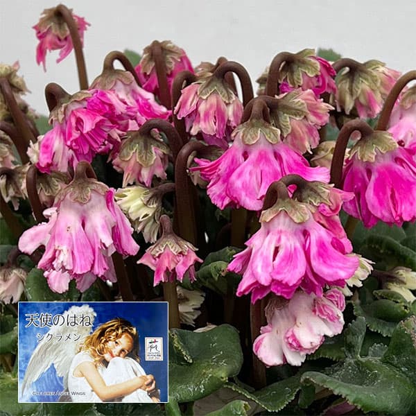 シクラメン：大内園芸さんの天使のはね　極上弁化株シリーズ（25-12）5号鉢植え【現品販売】