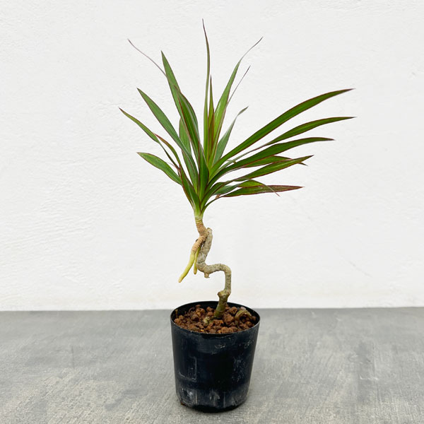 ドラセナ：コンシンナ 2号ポット