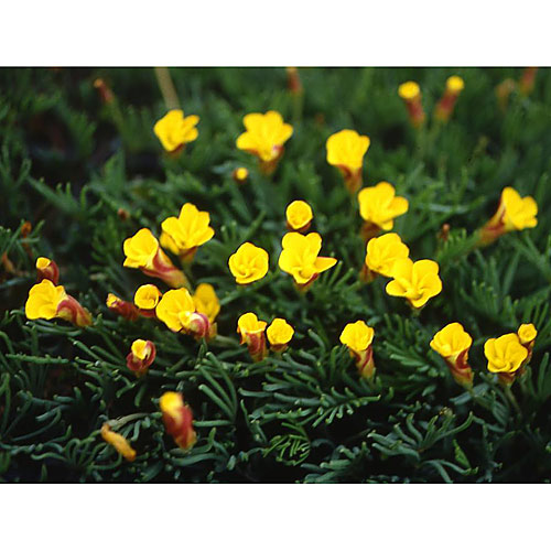 オキザリス：ナマクエンシス4号ポット