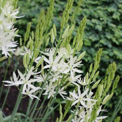 [26年3月中下旬予約]カマシア：ライヒトリニー アルバ4.5号ポット