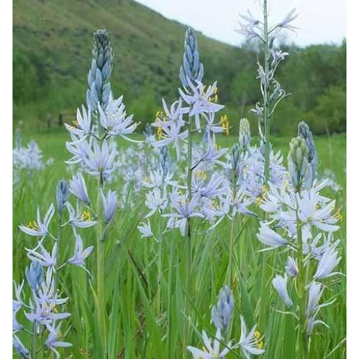 [26年3月中下旬予約]カマシア：クシキー4.5号ポット