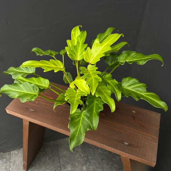 フィロデンドロン：ゴールデンザナドゥ　3.5号ポット