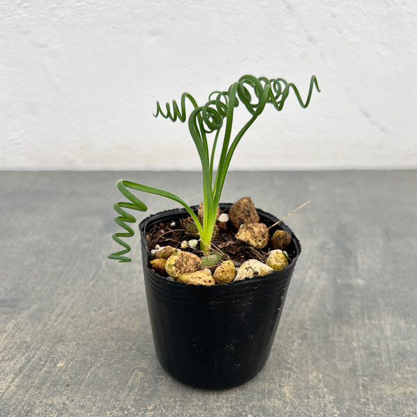 アルブカ：スピラリス　 2号ポット