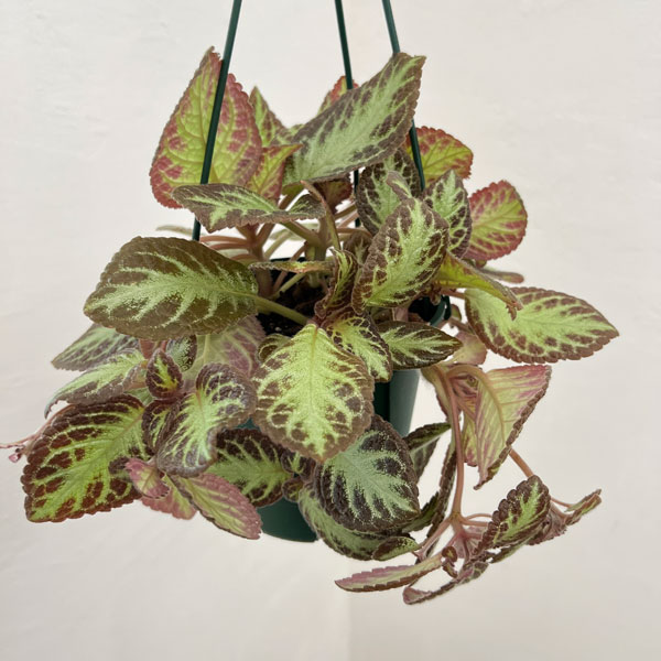 エピスシア：クプレアータ　アカジュ　5号吊り鉢