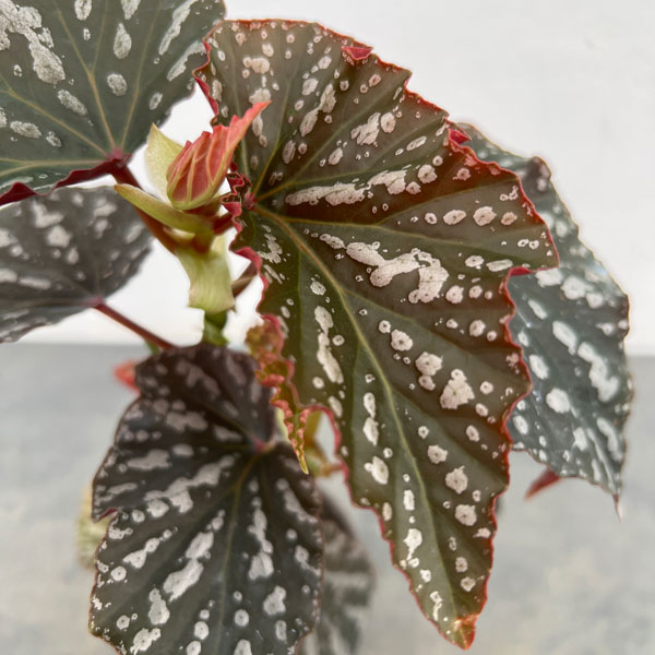 ベゴニア：オルファ　C　フォックス　4号鉢植え