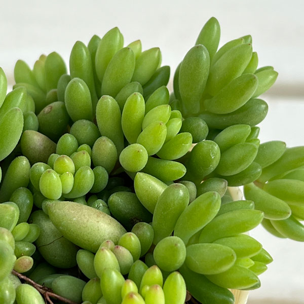 セダム：ルベンス　3号ポット