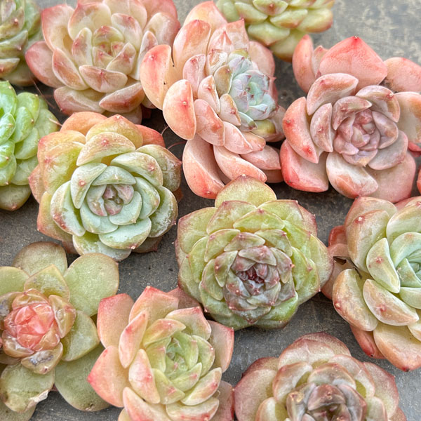 エケベリア抜き苗セット（エケベリア3株とネガミエル3号）