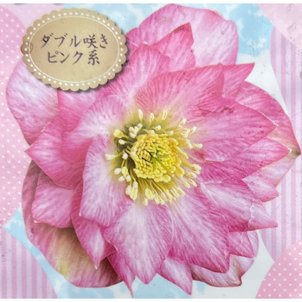 高正園さんのクリスマスローズ：ダブルピンク系（B）3号ポット