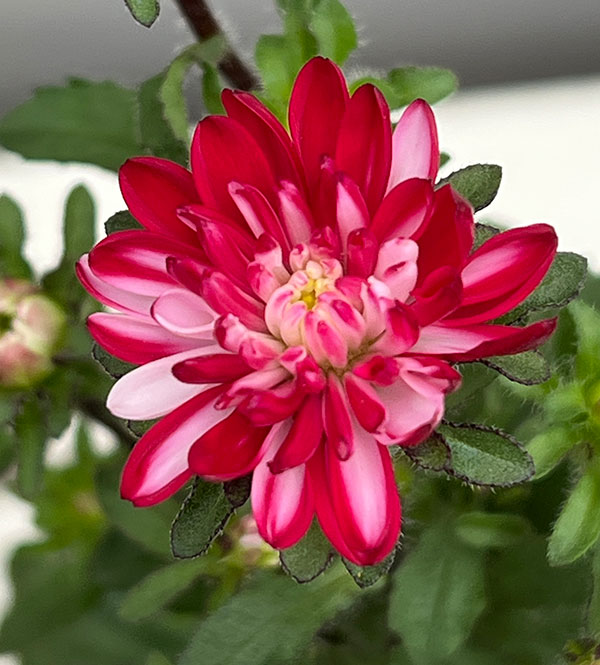 アスター：ココット　マーブルレッド3.5号ポット