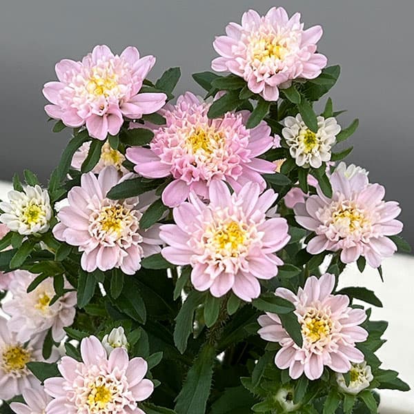 アスター：ココット　ライトピンク3.5号ポット