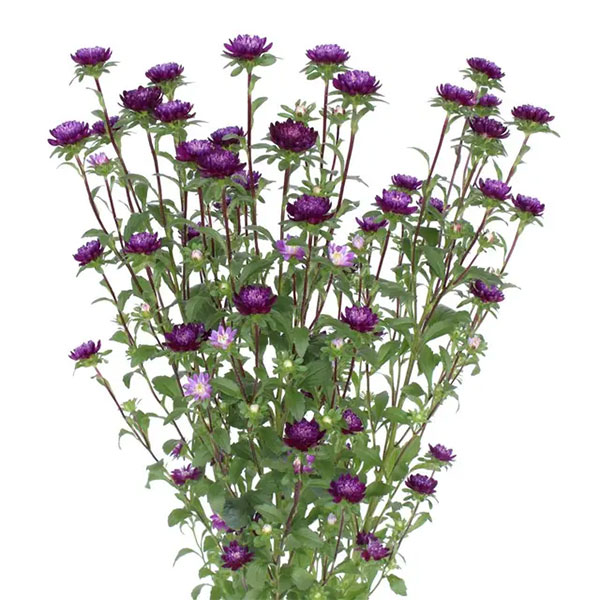 アスター：ココット　ナイト3.5号ポット