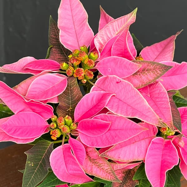 ポインセチア：ジャドール ピンク3号鉢植え