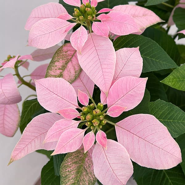 ポインセチア：ジャドール ソフトピンク3号鉢植え