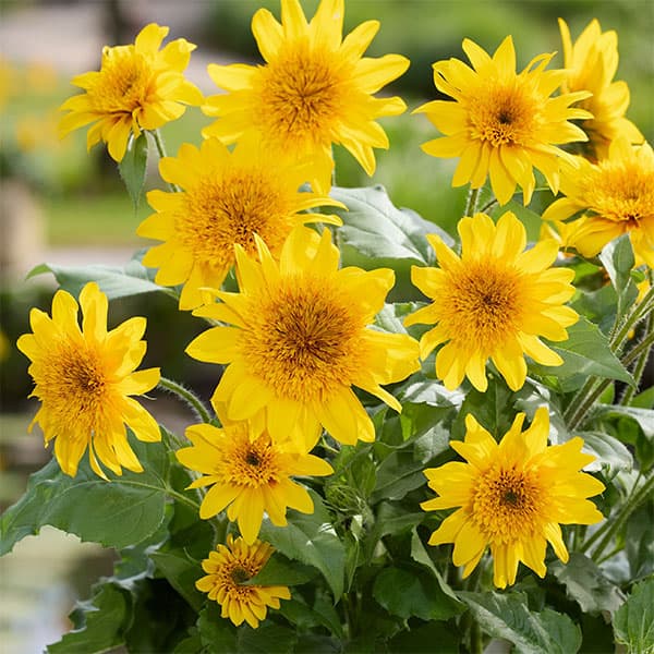 ヒマワリ：アポロンゴールド3.5号ポット