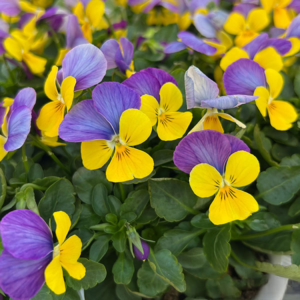 ビオラ：ももか　うららももか3-3.5号ポット 8株セット