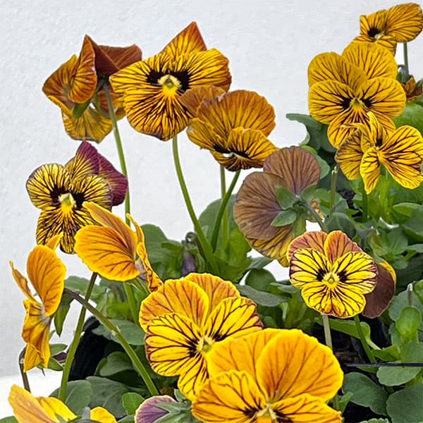 ビオラ：タイガーアイ　イエロー3-3.5号ポット 12株セット