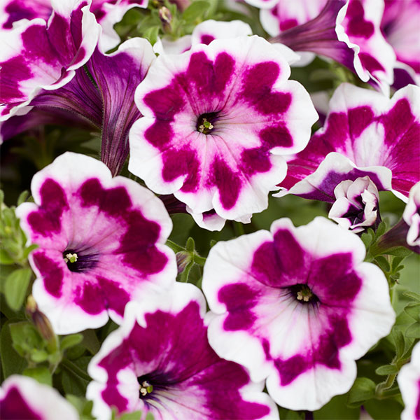 [26年3月中下旬予約]ペチュニア：ファンハウス　ペインテッドラブ3.5号ポット