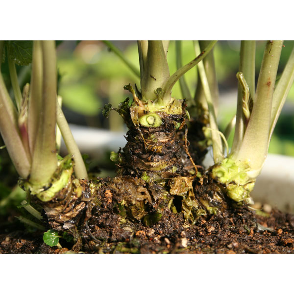 [25年12月上中旬予約]ワサビ：六方沢3号ポット* 3株セット